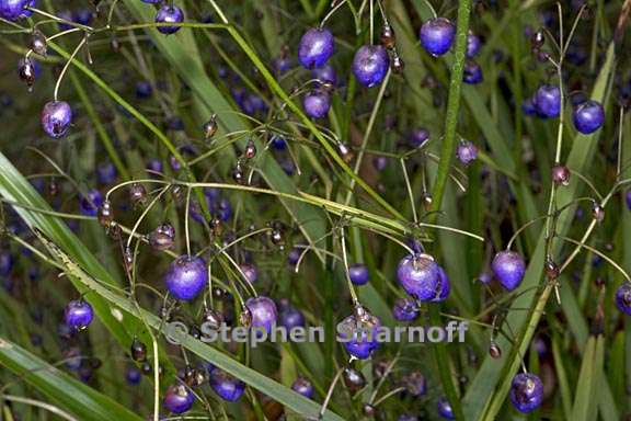 dianella nigra 2 graphic